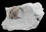 Flexicalymene Trilobite - Ohio #61037-1